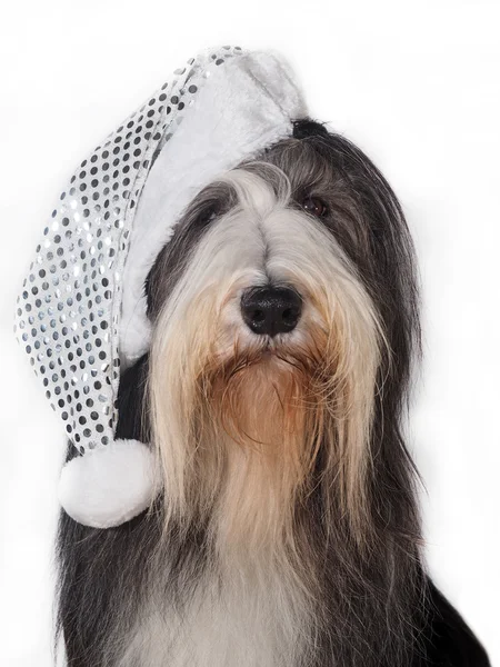 Natale Barbuto Collie in cappello — Foto Stock