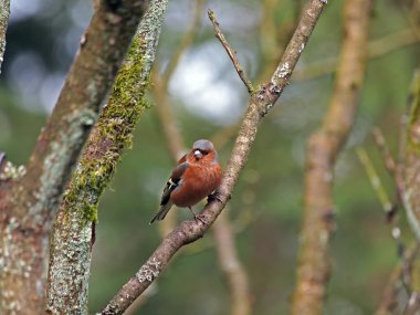 Ağaç dalı üzerinde oturan finch