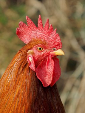 Horoz kuru ot karşı