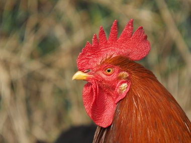 Horoz kuru ot karşı