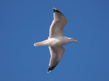 Mavi gökyüzü uçan martı
