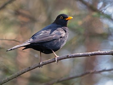 Karatavuk ağaç dalında oturuyor