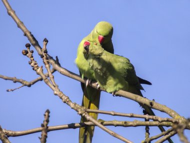 Ring-necked parakeet in love clipart