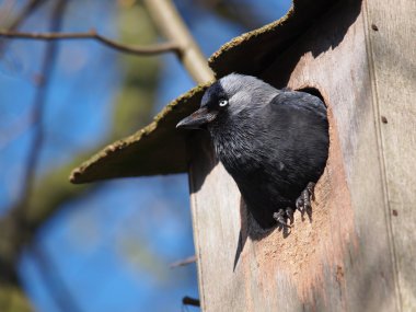 Jackdaw in nest box clipart