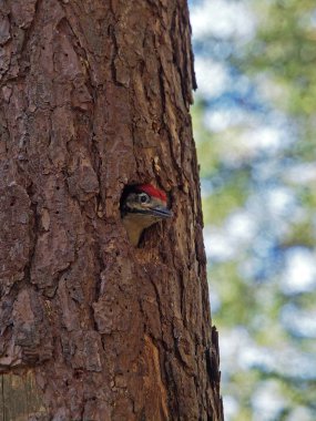 Woodpecker in nest in tree clipart
