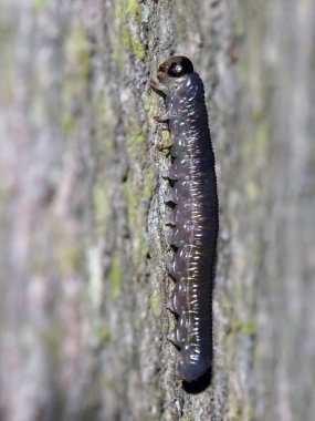 Caterpillar ağaç üzerinde