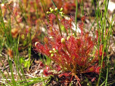 Sundew çiçek