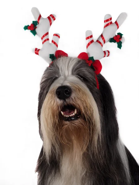 Kerstmis Bearded Collie — Stockfoto