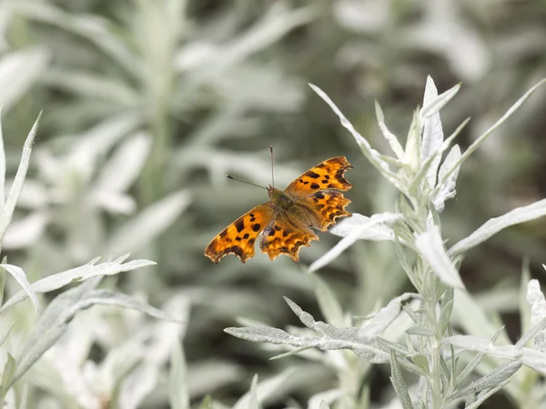 Borboleta marrom sentado na grama — Fotografia de Stock