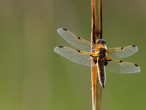 Dragonfly på plante - Stock-foto