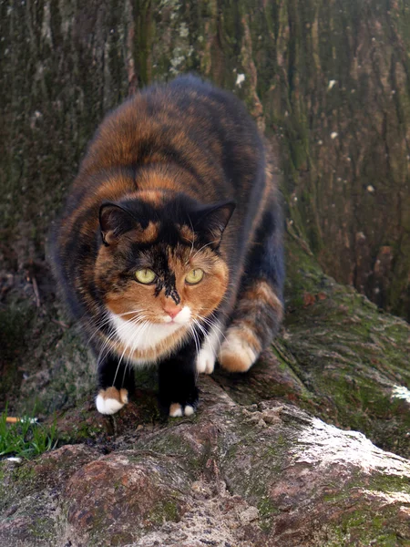 Tortoiseshell cat near tree — Stock Photo, Image