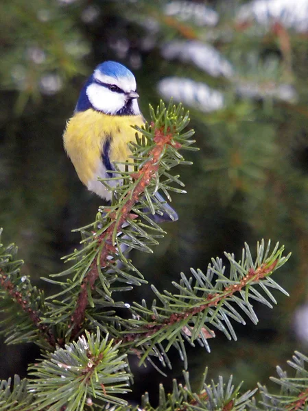 Tomtit sedí na větev stromu kožešin — Stock fotografie