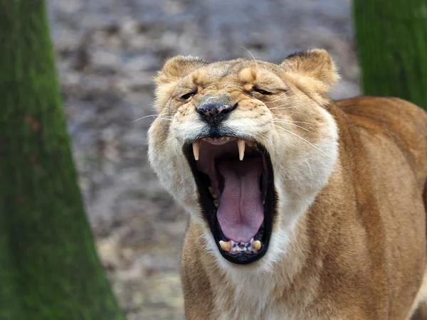 Yawning lioness in forest — Stock Photo, Image