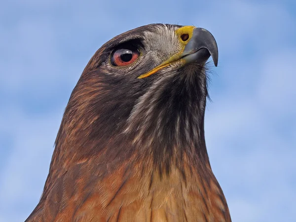 Hawk yakın çekim — Stok fotoğraf