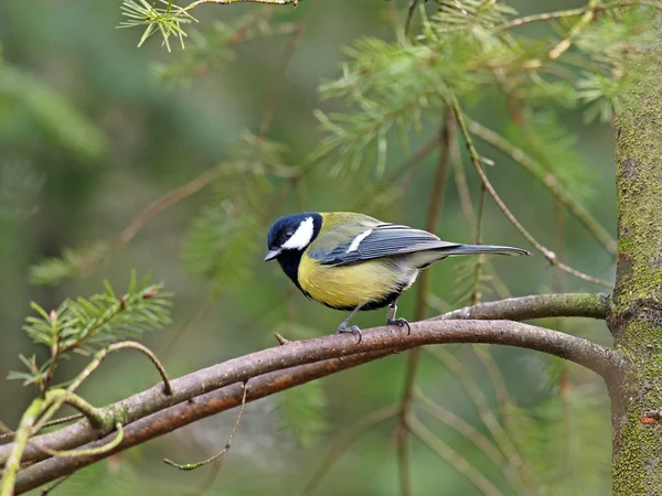 Tomtit seduto su un ramo d'albero — Foto Stock