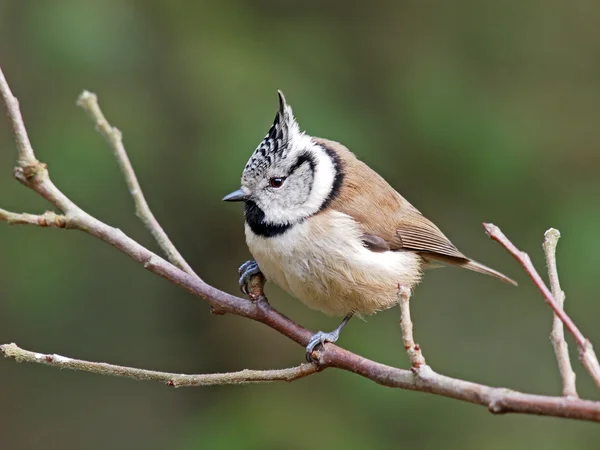 Crested Tit sitting on tree branch — Stock Photo, Image