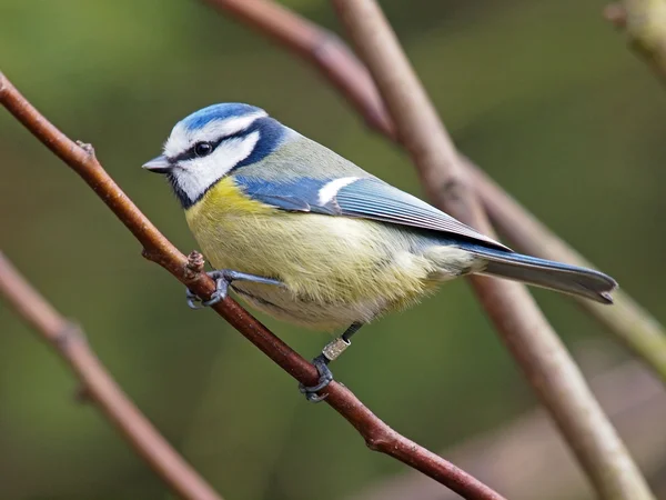 Tomtit сидить на гілці дерева — стокове фото