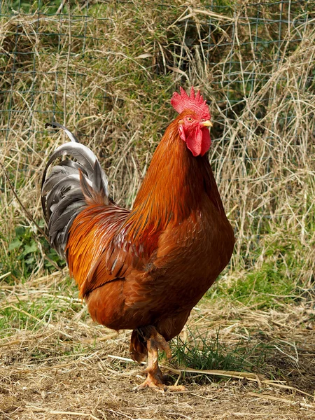 Rooster against dry grass — Stock Photo, Image