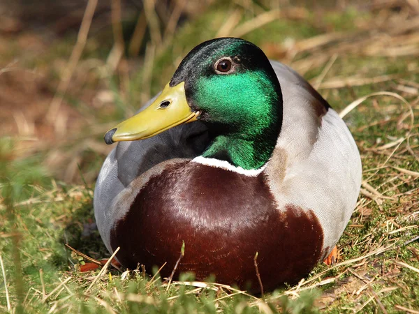 Drake sitting on grass — Stock Photo, Image