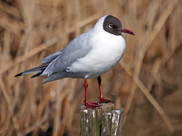 Möwe gegen trockenes Gras — Stockfoto