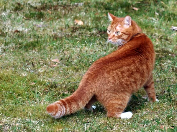 Červená kočka díval přes rameno — Stock fotografie
