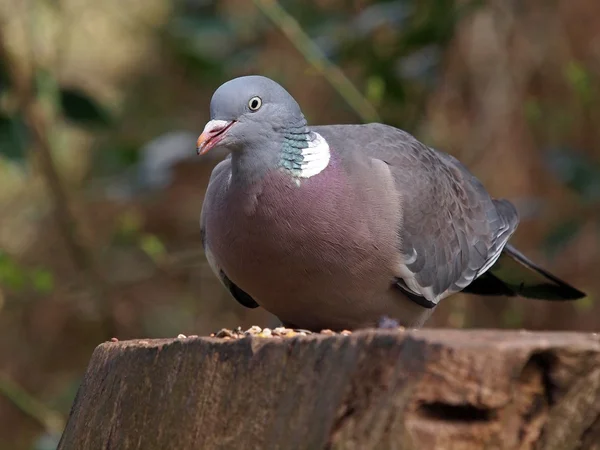 Ring dove on stump — Stock Photo, Image