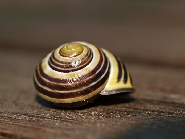 Snail house on wooden background — Stock Photo, Image