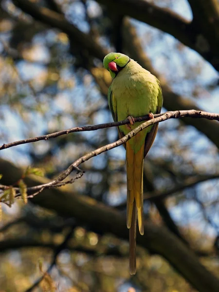 Perruche à collier vert — Photo