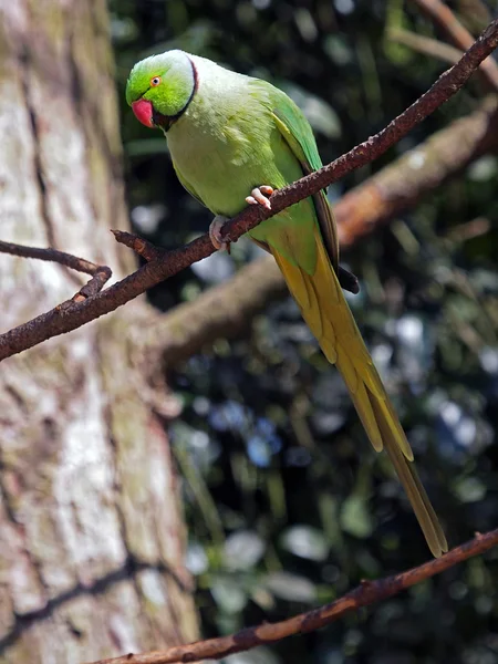 Groene ring Rondbodemkolf parkiet — Stockfoto