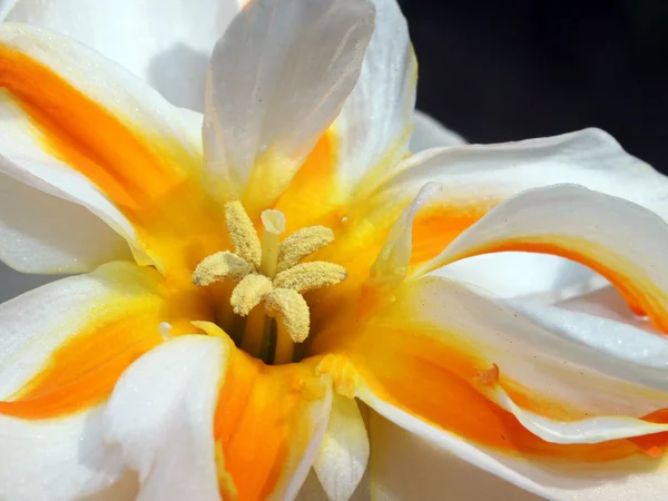 Žlutá a bílá květina — Stock fotografie