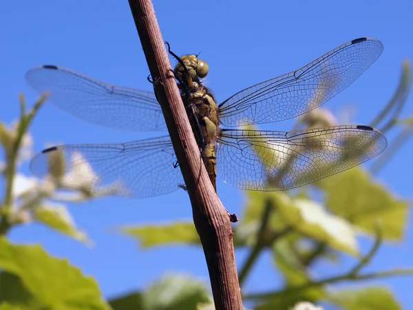 Dragonfly sitter på gren — Stockfoto