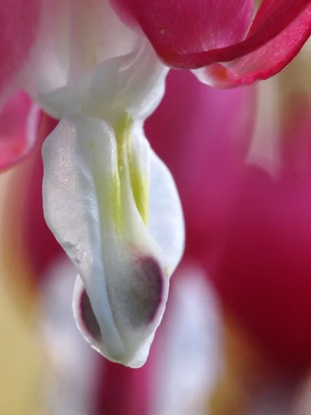 Flor del corazón roto — Foto de Stock