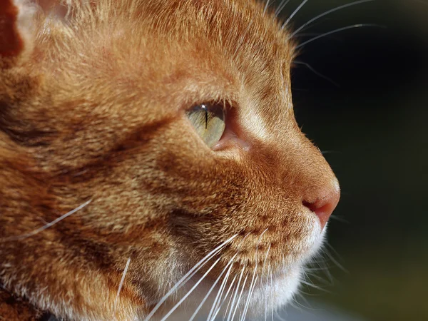 Vörös macska portréja — Stock Fotó