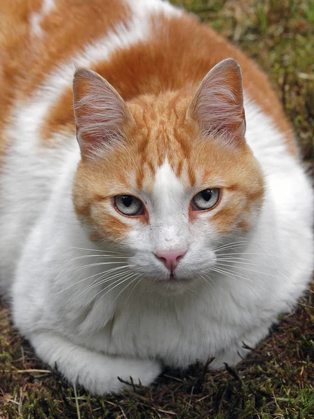 White and red cat outdoor — Stock Photo, Image