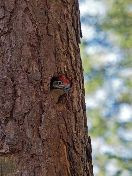 Woodpecker in nest in tree — Stock Photo, Image