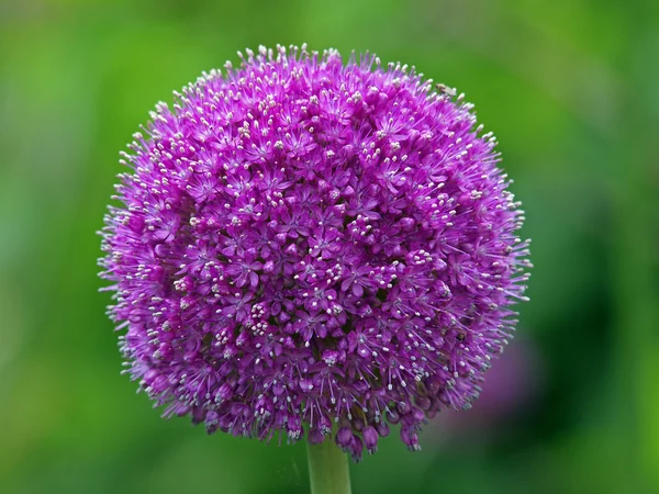 Primer plano de la flor de cebolla — Foto de Stock