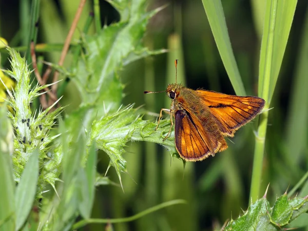 Бабочка сидит на траве — стоковое фото