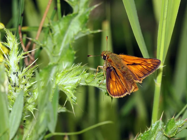 Vlinder zitten op gras — Stockfoto