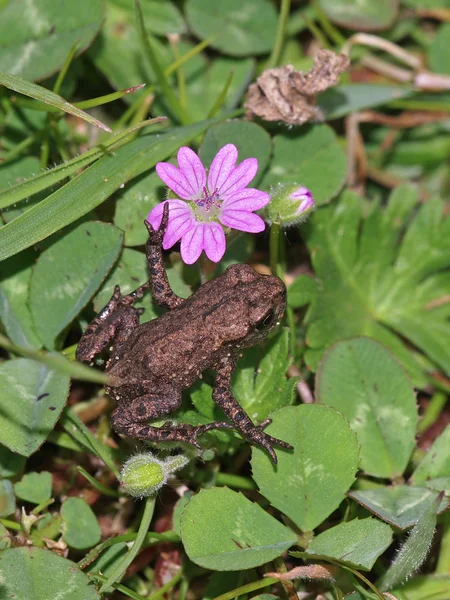Çiçekli bebek kurbağa — Stok fotoğraf