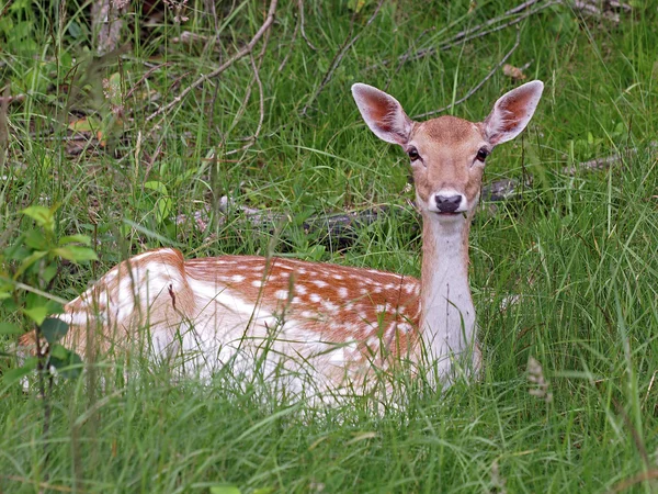 Fallow deer lying in grass — Stock Photo, Image