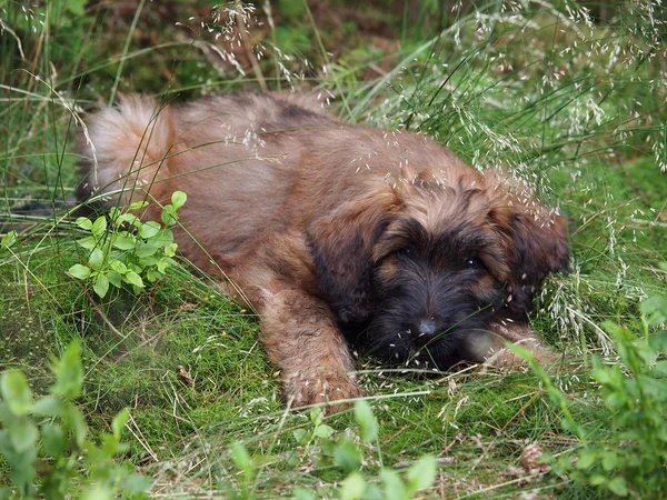 Briard pup liggen op gras — Stockfoto