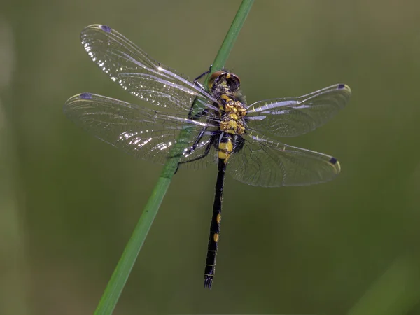 Dragonfly κινηματογραφήσεων σε πρώτο πλάνο — Φωτογραφία Αρχείου