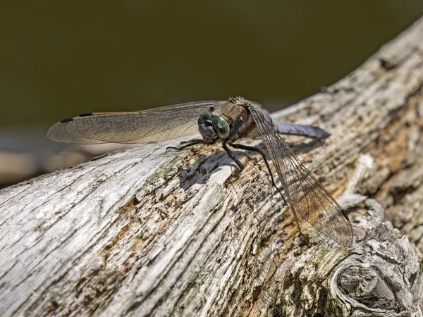 Dragonfly κινηματογραφήσεων σε πρώτο πλάνο — Φωτογραφία Αρχείου