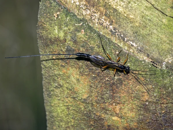 Digger wasp on stone — Stock Photo, Image