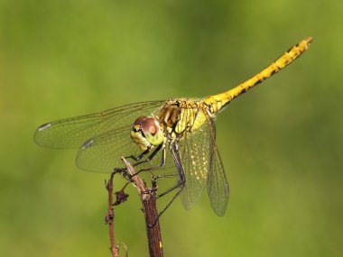 yakın çekim yusufçuk