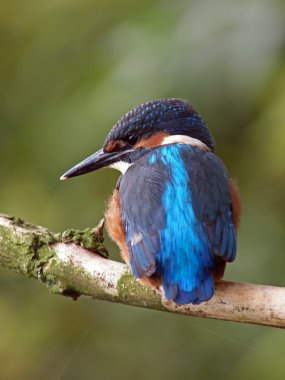 Ağaç dalı üzerinde oturan kingfisher