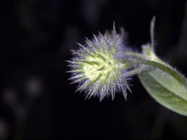Çiçek açan Thistle yakın çekim