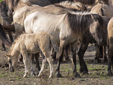 Bir Konik at portresi