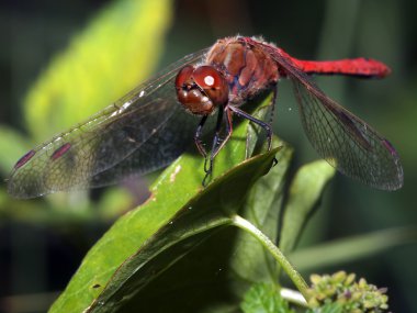 yusufçuk dal üzerinde