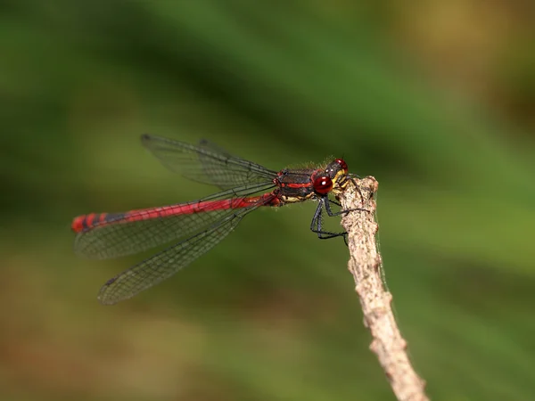 Close-up Dragonfly — Stockfoto
